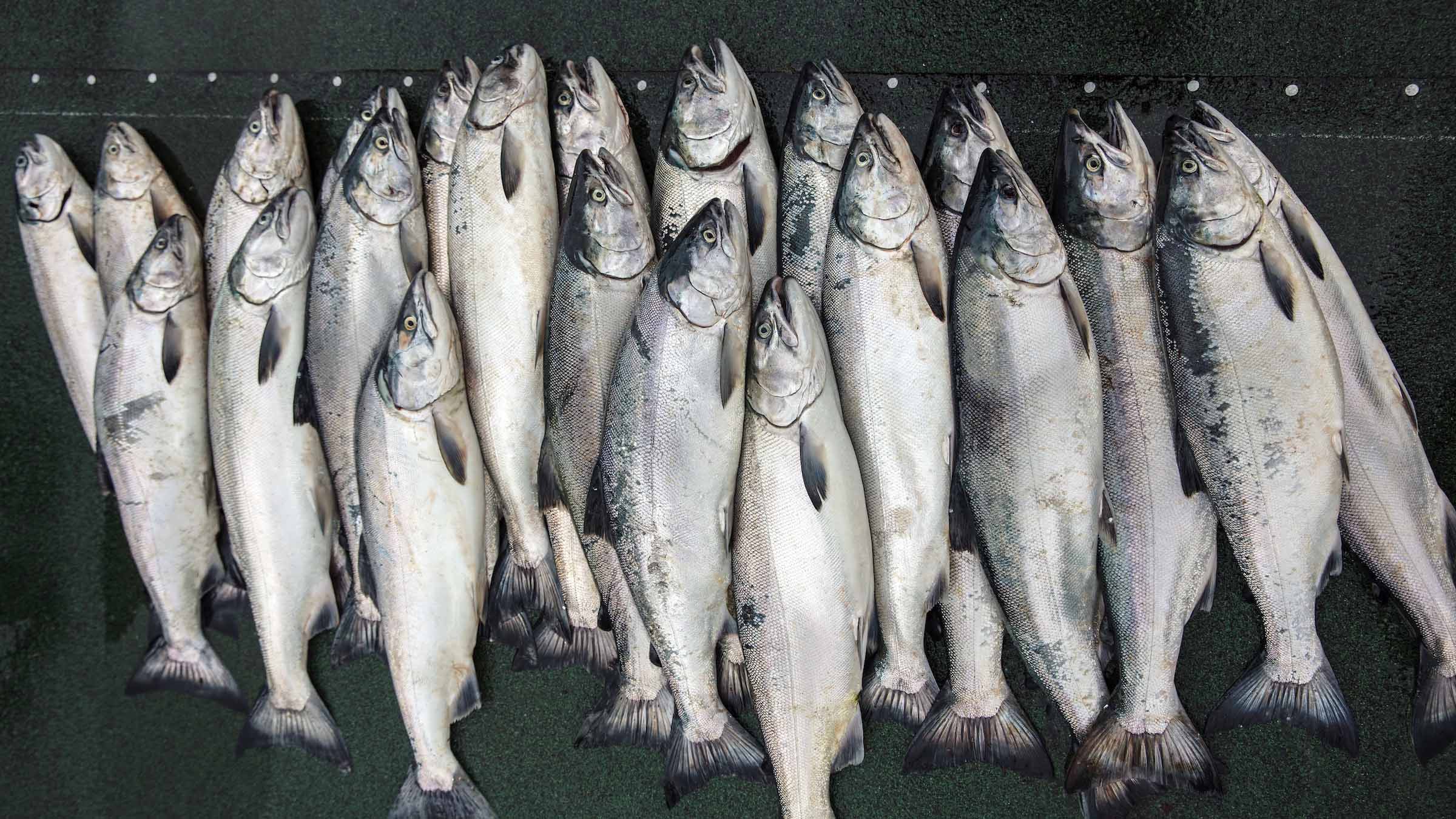 Wild Alaska Silver Salmon Fishing in August at Waterfall Resort