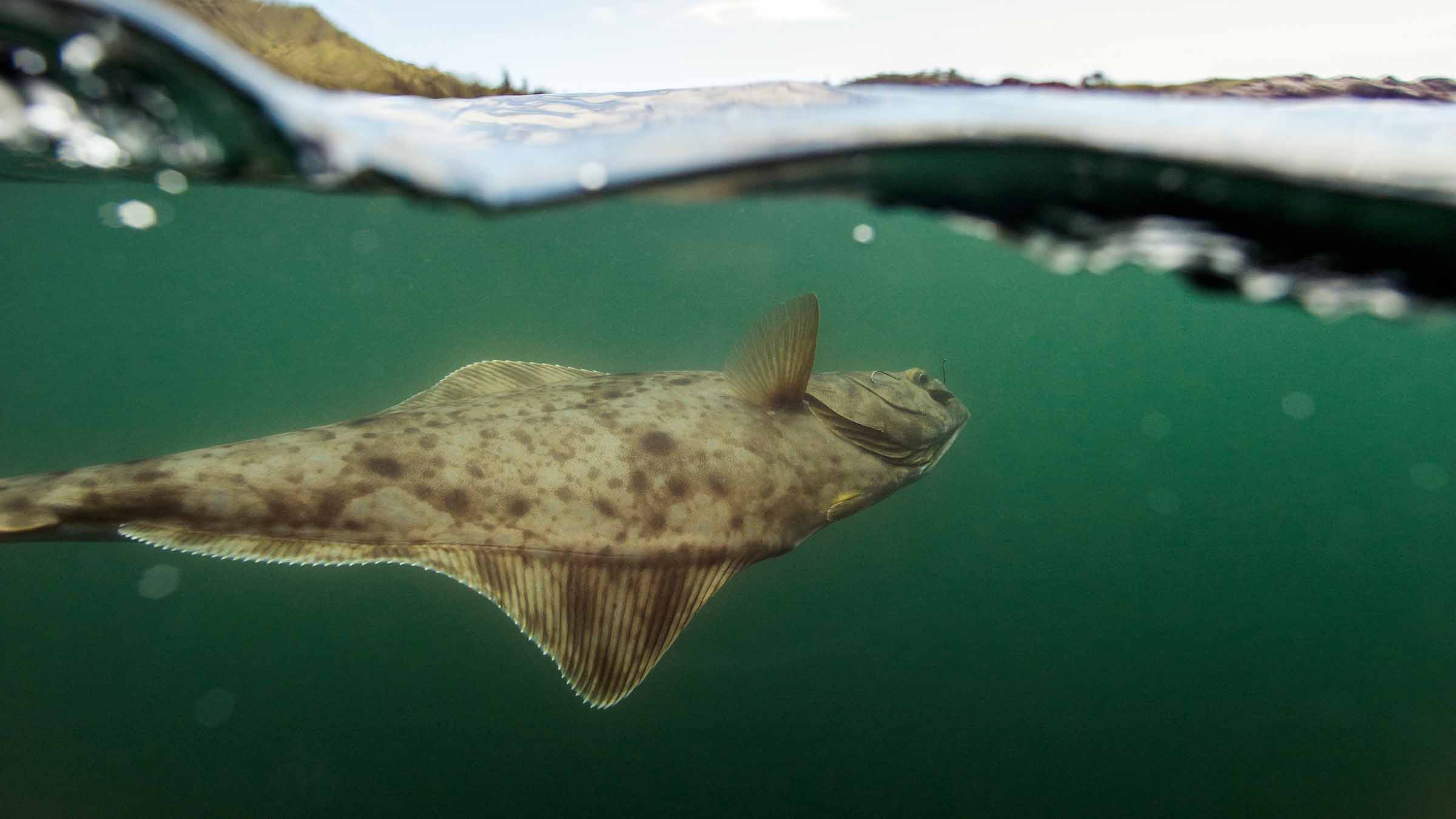 Wild Alaska Halibut Fishing at Waterfall Resort