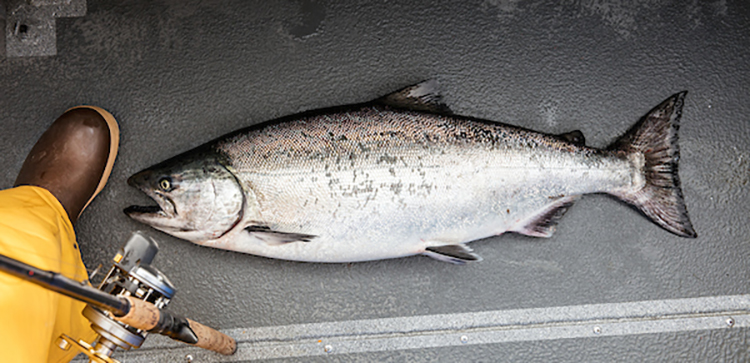 Salmon Fishing in Alaska